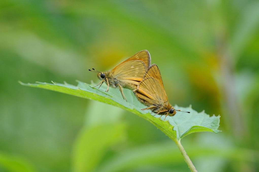 2 farfalle da identificare